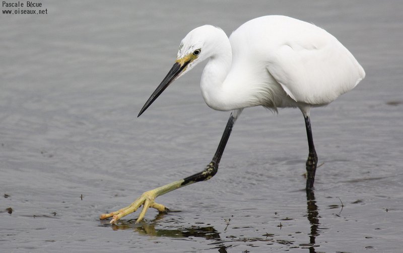 Aigrette garzette. Famille des Ardéidés. Ordre : Pélécaniformes